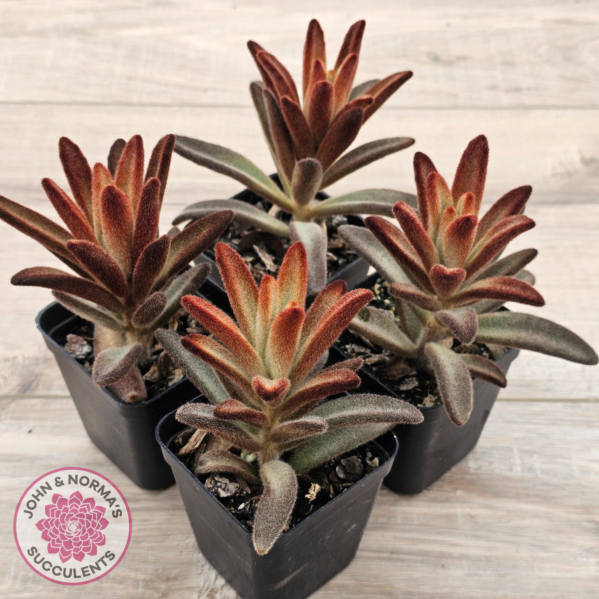 Kalanchoe tomentosa 'Dorothy Brown'