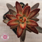 Kalanchoe tomentosa 'Dorothy Brown'