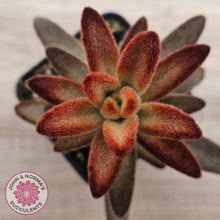Load image into Gallery viewer, Kalanchoe tomentosa &#39;Dorothy Brown&#39;
