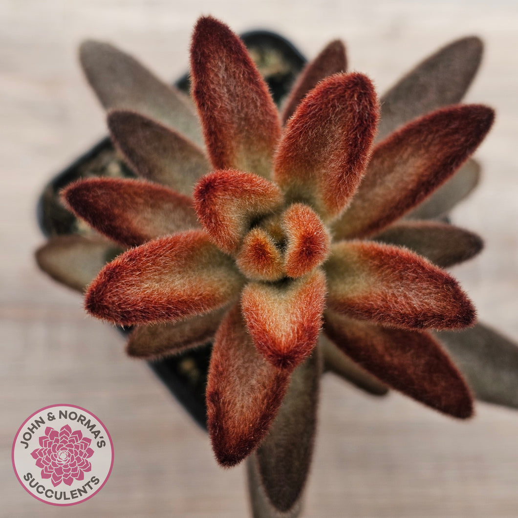 kalanchoe cinnamon succulent Buy Kalanchoe tomentosa 'Dorothy Brown' Australia