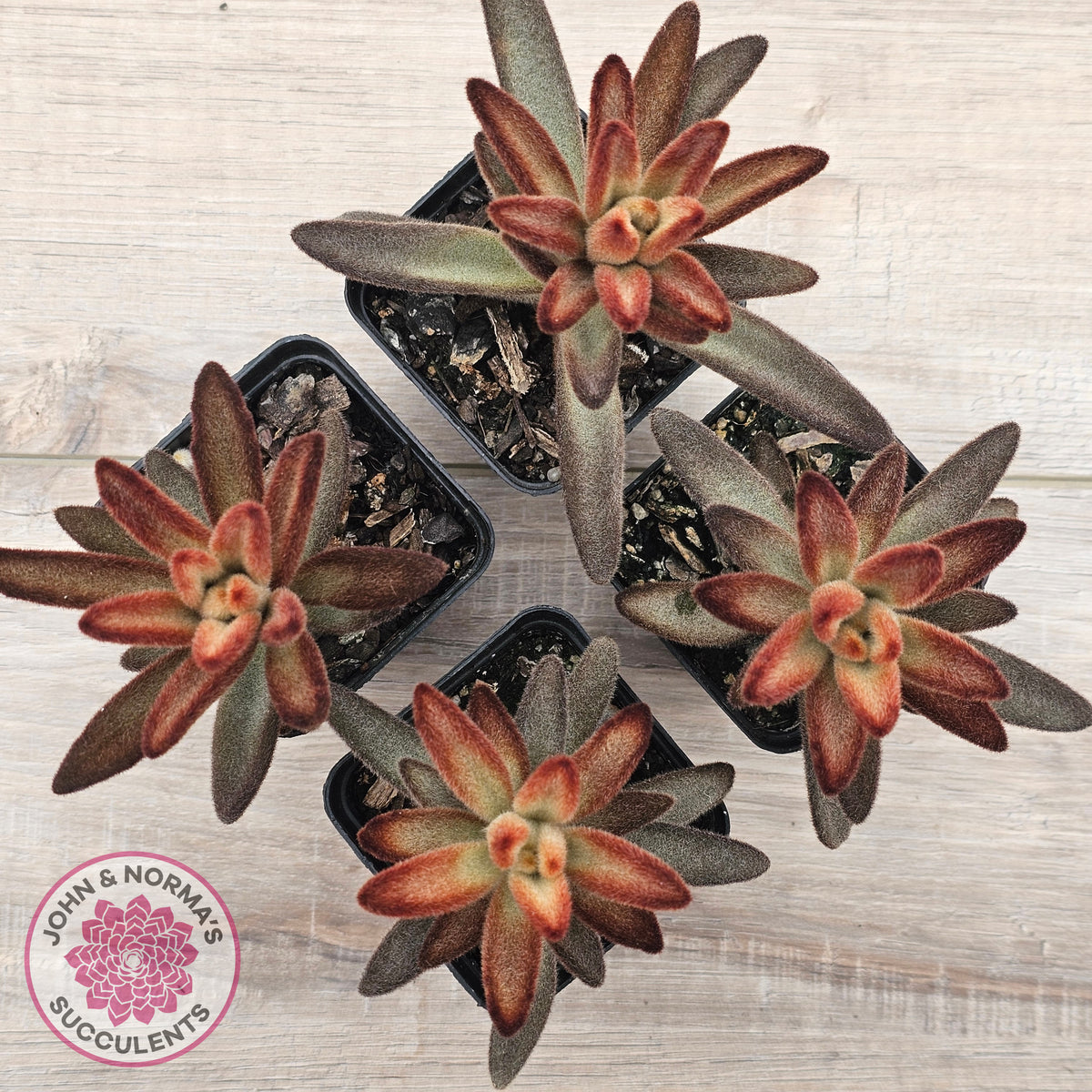 Kalanchoe tomentosa 'Dorothy Brown'