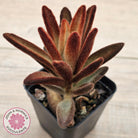Kalanchoe tomentosa 'Dorothy Brown'
