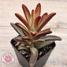 Kalanchoe tomentosa 'Dorothy Brown'