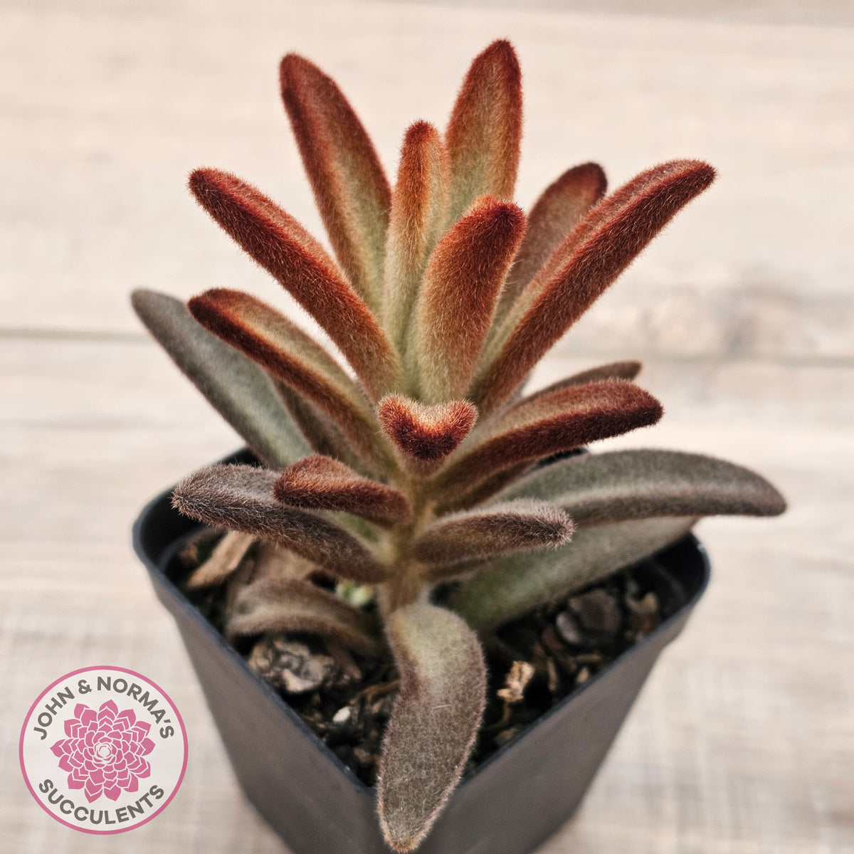 Kalanchoe tomentosa 'Dorothy Brown'