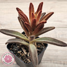 Kalanchoe tomentosa 'Dorothy Brown'