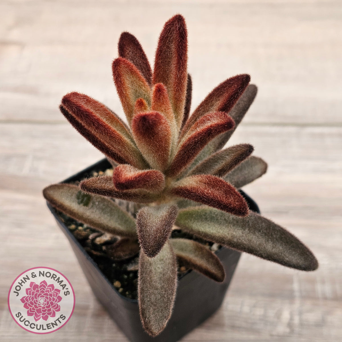 Kalanchoe tomentosa 'Dorothy Brown'