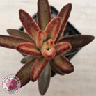 Kalanchoe tomentosa 'Dorothy Brown'