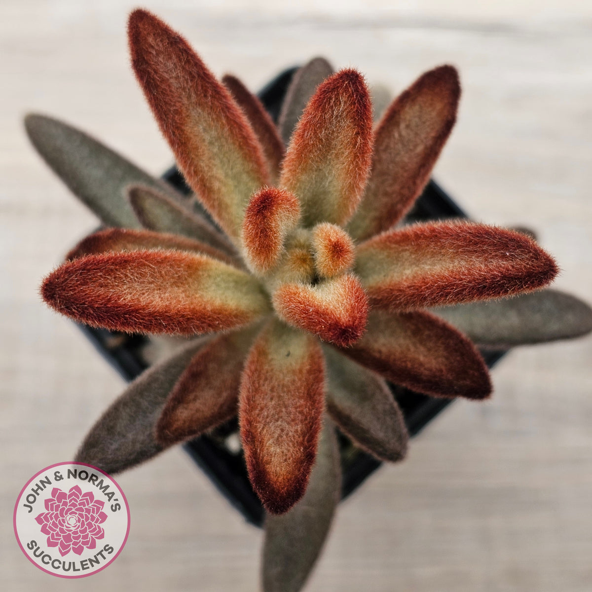 Kalanchoe tomentosa 'Dorothy Brown'