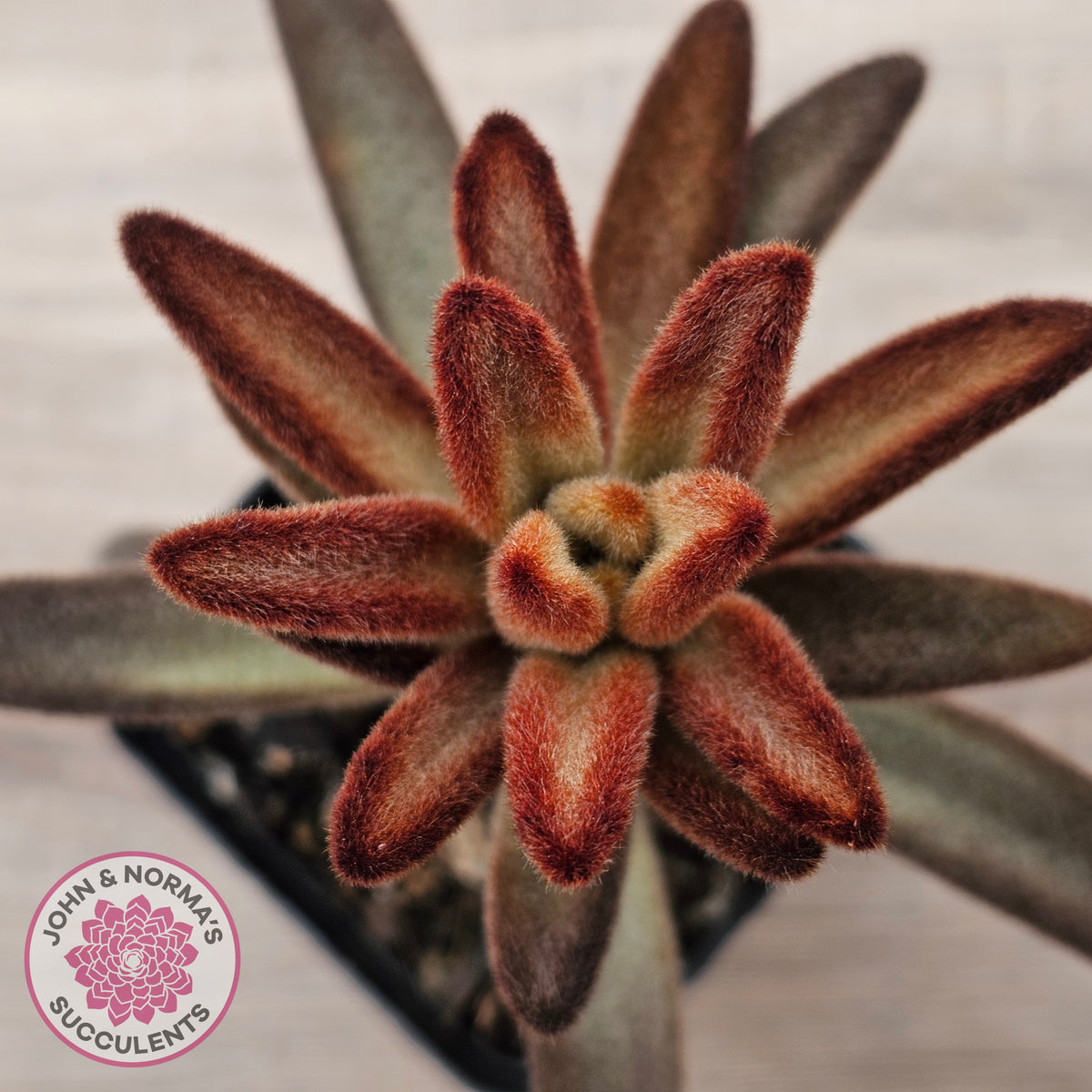 Kalanchoe tomentosa 'Dorothy Brown'