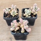 Lavender Pebbles dwarf form aka 'Candy'