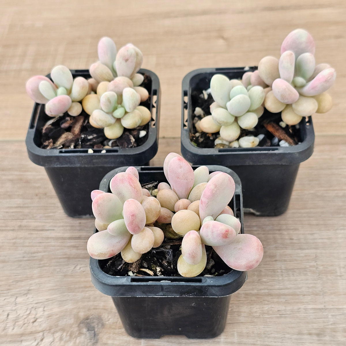 Lavender Pebbles dwarf form aka 'Candy'