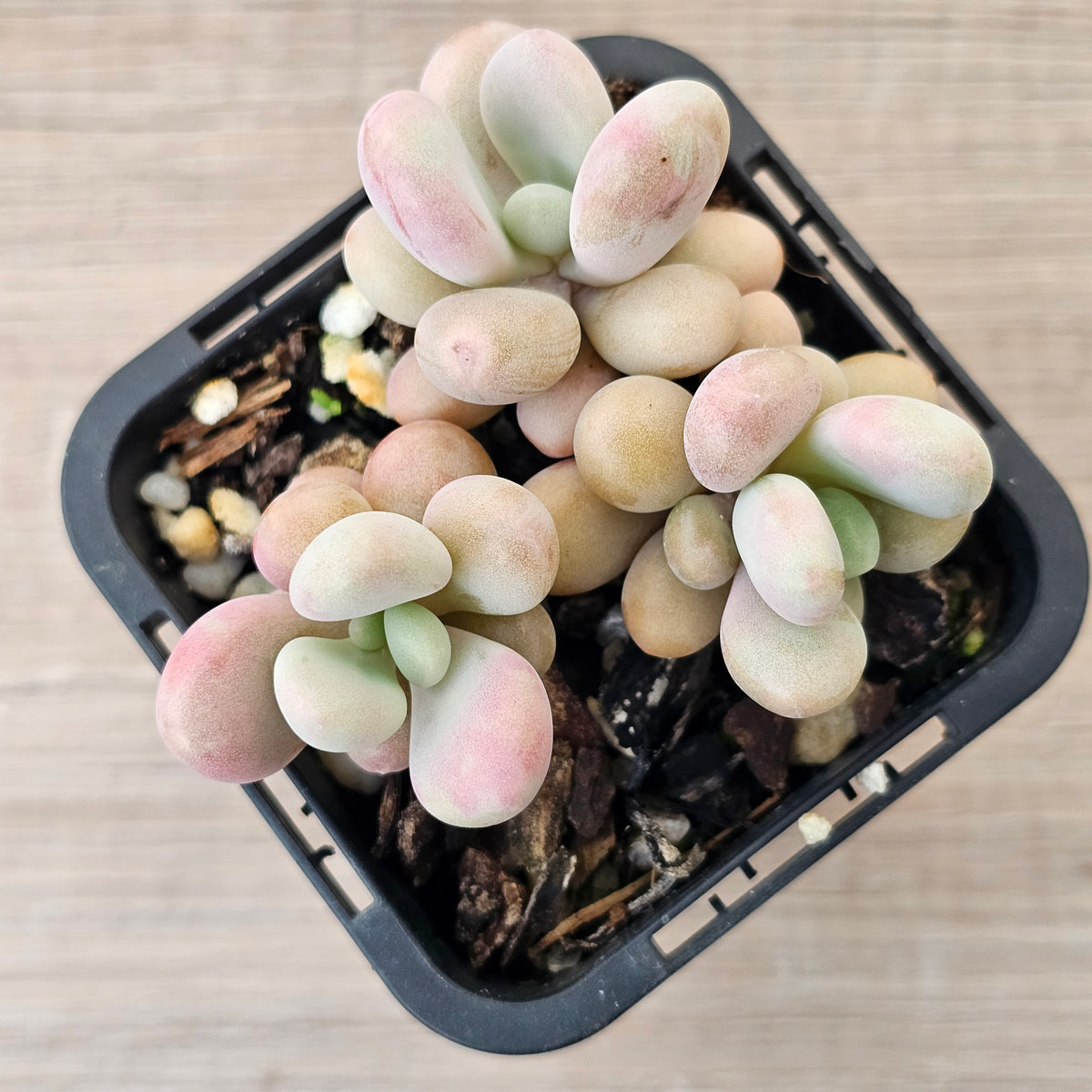 Lavender Pebbles dwarf form aka 'Candy'