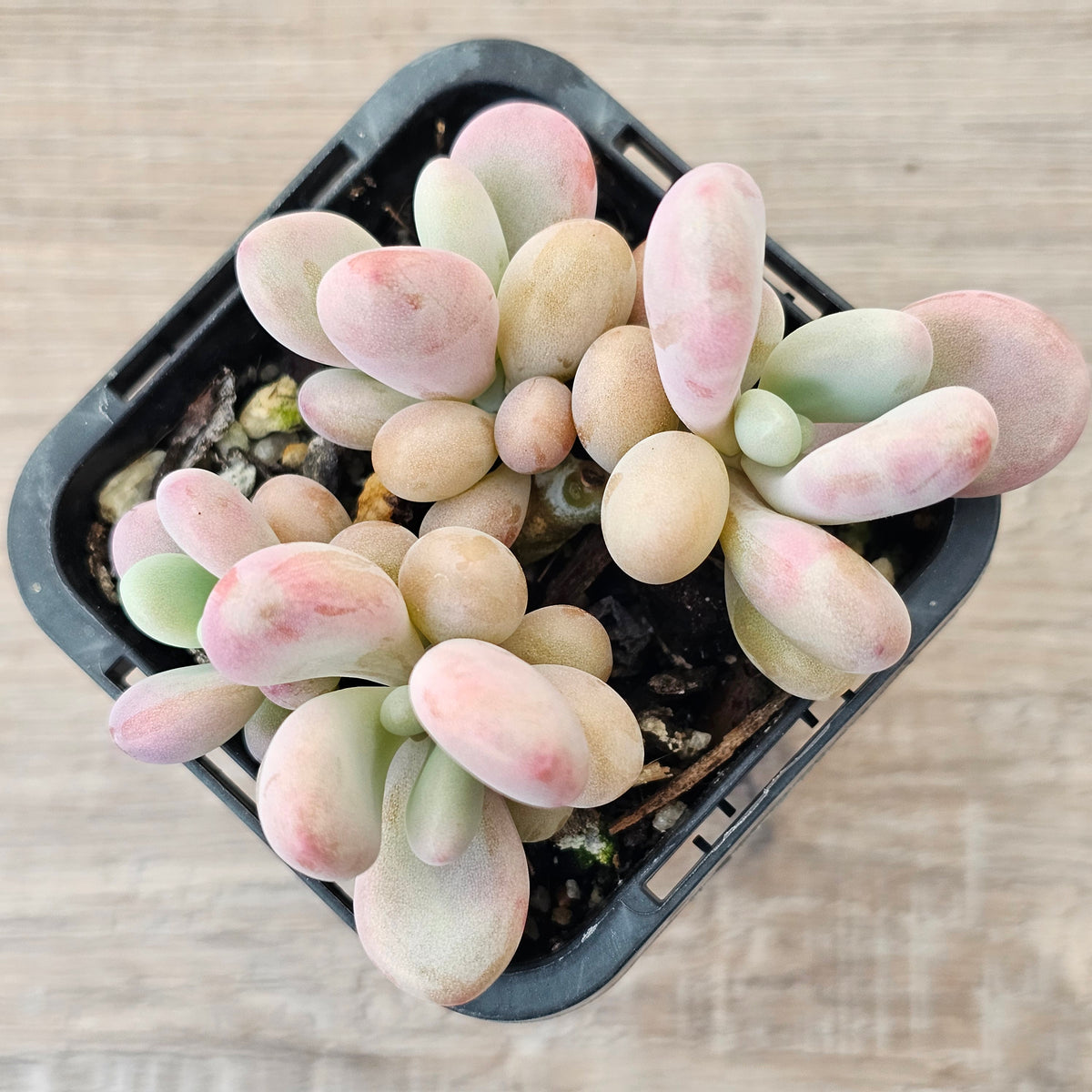 Lavender Pebbles dwarf form aka 'Candy'