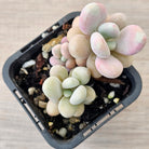 Lavender Pebbles dwarf form aka 'Candy'
