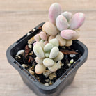 Lavender Pebbles dwarf form aka 'Candy'