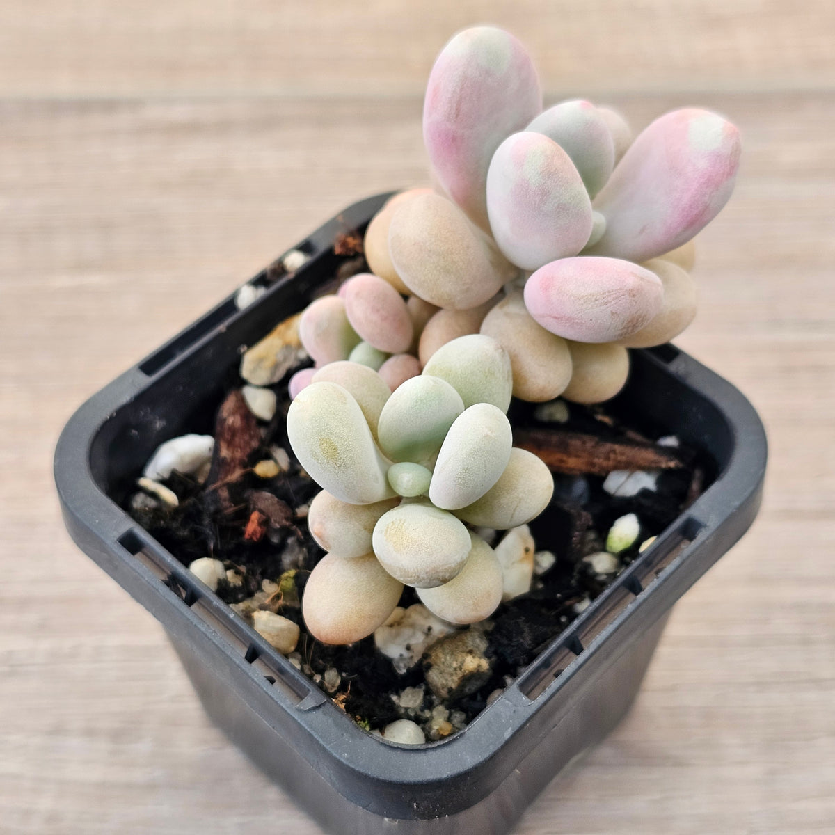 Lavender Pebbles dwarf form aka 'Candy'