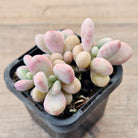 Lavender Pebbles dwarf form aka 'Candy'