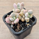 Lavender Pebbles dwarf form aka 'Candy'