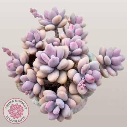 Lavender Pebbles dwarf form aka 'Candy'