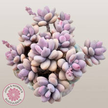 Load image into Gallery viewer, Mature Lavender pebbles &#39;Candy&#39; plant with 11 stems showing gorgeous chubby leaves in soft lavender pink hues
