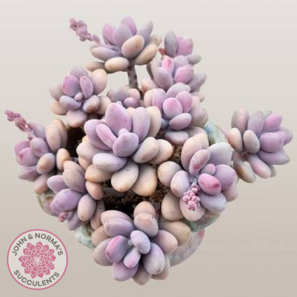 Mature Lavender pebbles 'Candy' plant with 11 stems showing gorgeous chubby leaves in soft lavender pink hues