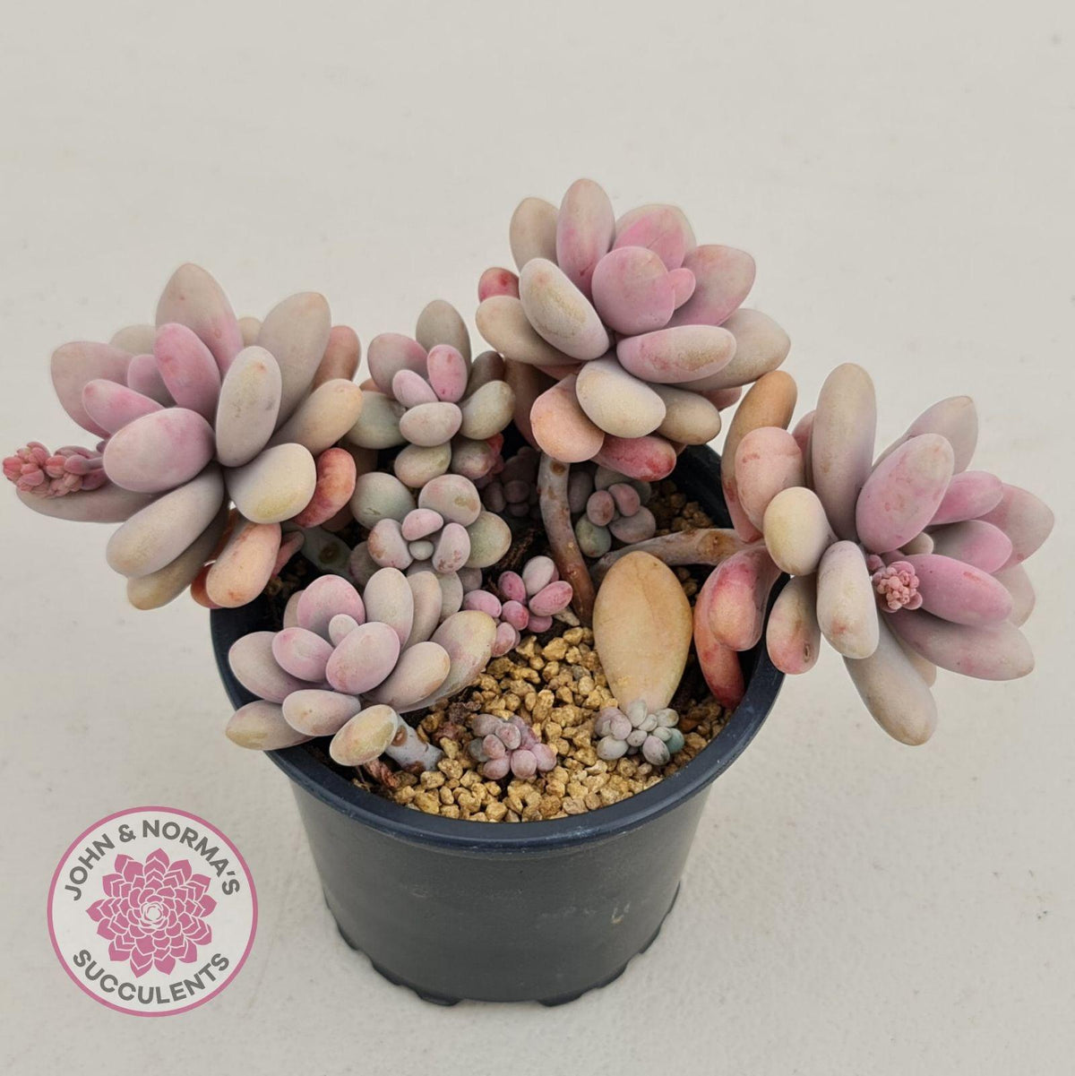 Lavender Pebbles dwarf form aka 'Candy'