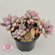 Load image into Gallery viewer, Lavender Pebbles Candy form display plant showing soft lavender pink tones with deep pink highlights
