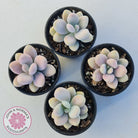 Lavender Pebbles dwarf form aka 'Candy'