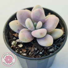 Load image into Gallery viewer, Lavender Pebbles Candy form plants for sale. Single plant displayed in 70mm pot
