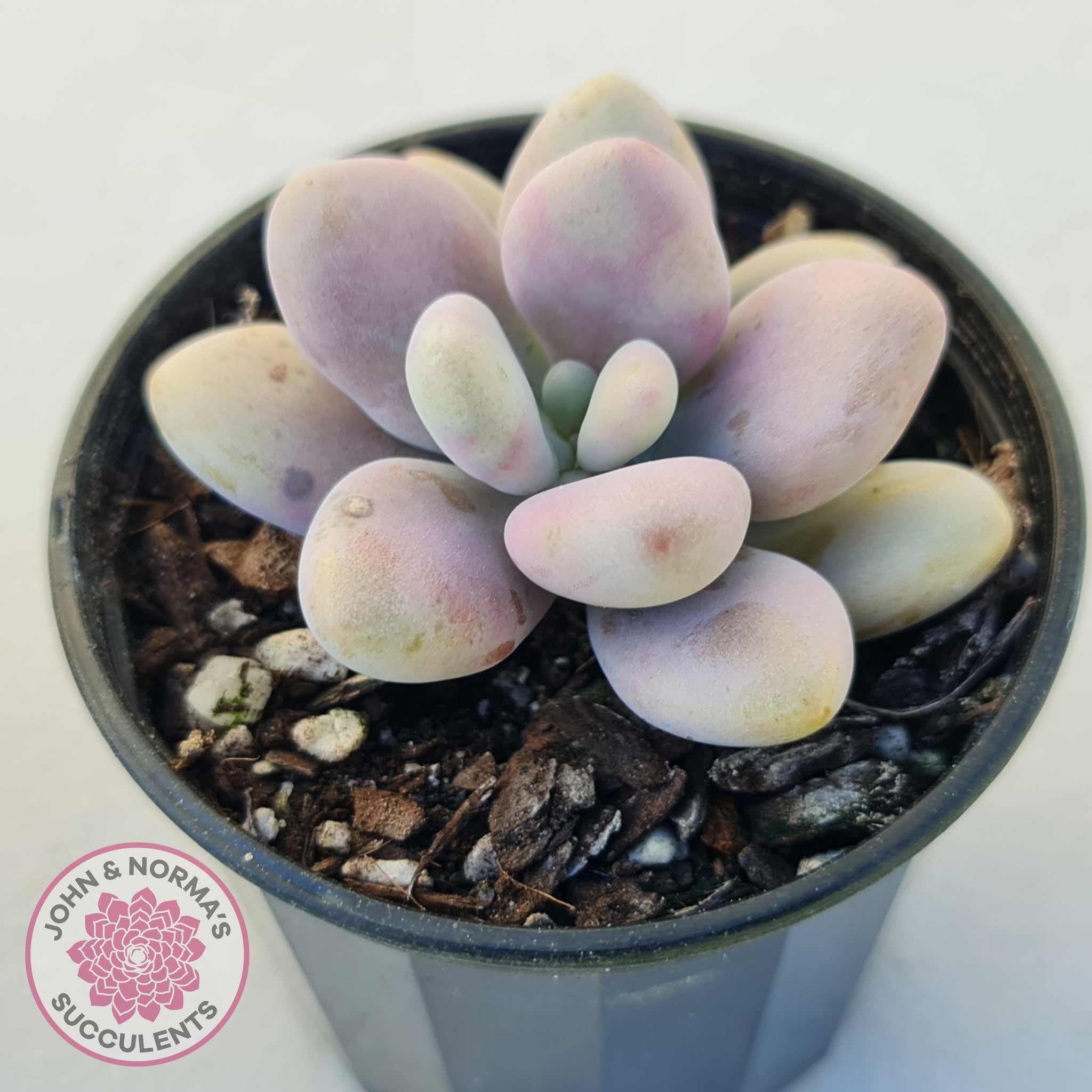 lavender pebbles plant Buy Lavender Pebbles dwarf form aka 'Candy' Australia