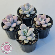 Load image into Gallery viewer, Lavender Pebbles Candy form plants for sale. Group of 4 displayed in 70mm pots
