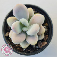 Load image into Gallery viewer, Lavender Pebbles Candy form plants for sale. Single plant displayed in 70mm pot

