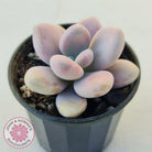 Lavender Pebbles dwarf form aka 'Candy'