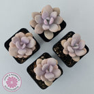 Graptopetalum amethystinum - Lavender Pebbles