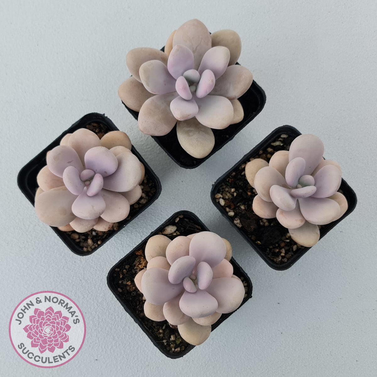 Graptopetalum amethystinum - Lavender Pebbles