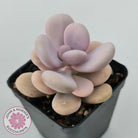 Graptopetalum amethystinum - Lavender Pebbles