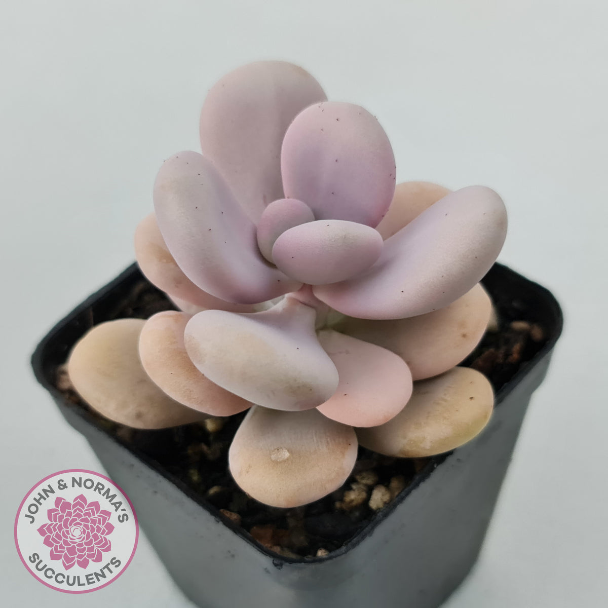 Graptopetalum amethystinum - Lavender Pebbles
