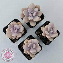 Load image into Gallery viewer, Graptopetalum amethystinum - Lavender Pebbles
