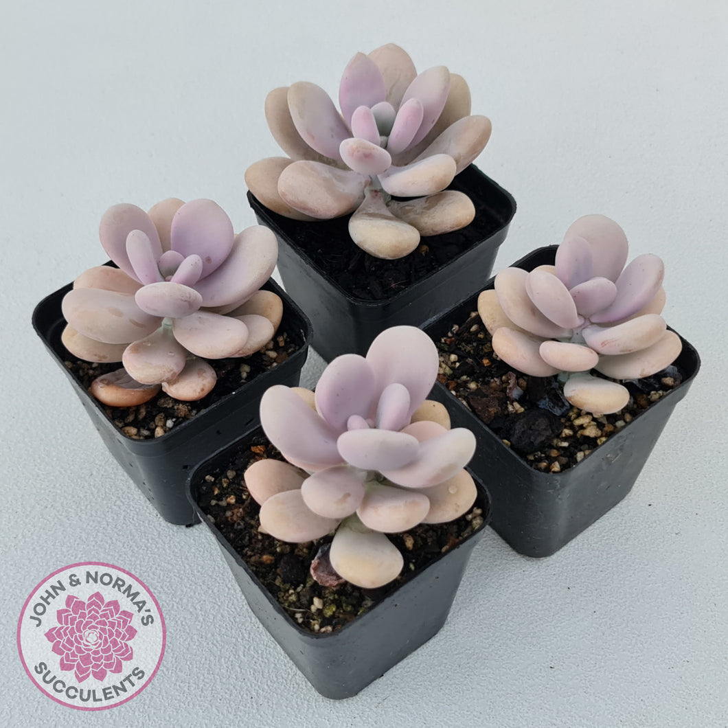 lavender pebble succulent Buy Graptopetalum amethystinum - Lavender Pebbles Australia