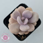 Graptopetalum amethystinum - Lavender Pebbles
