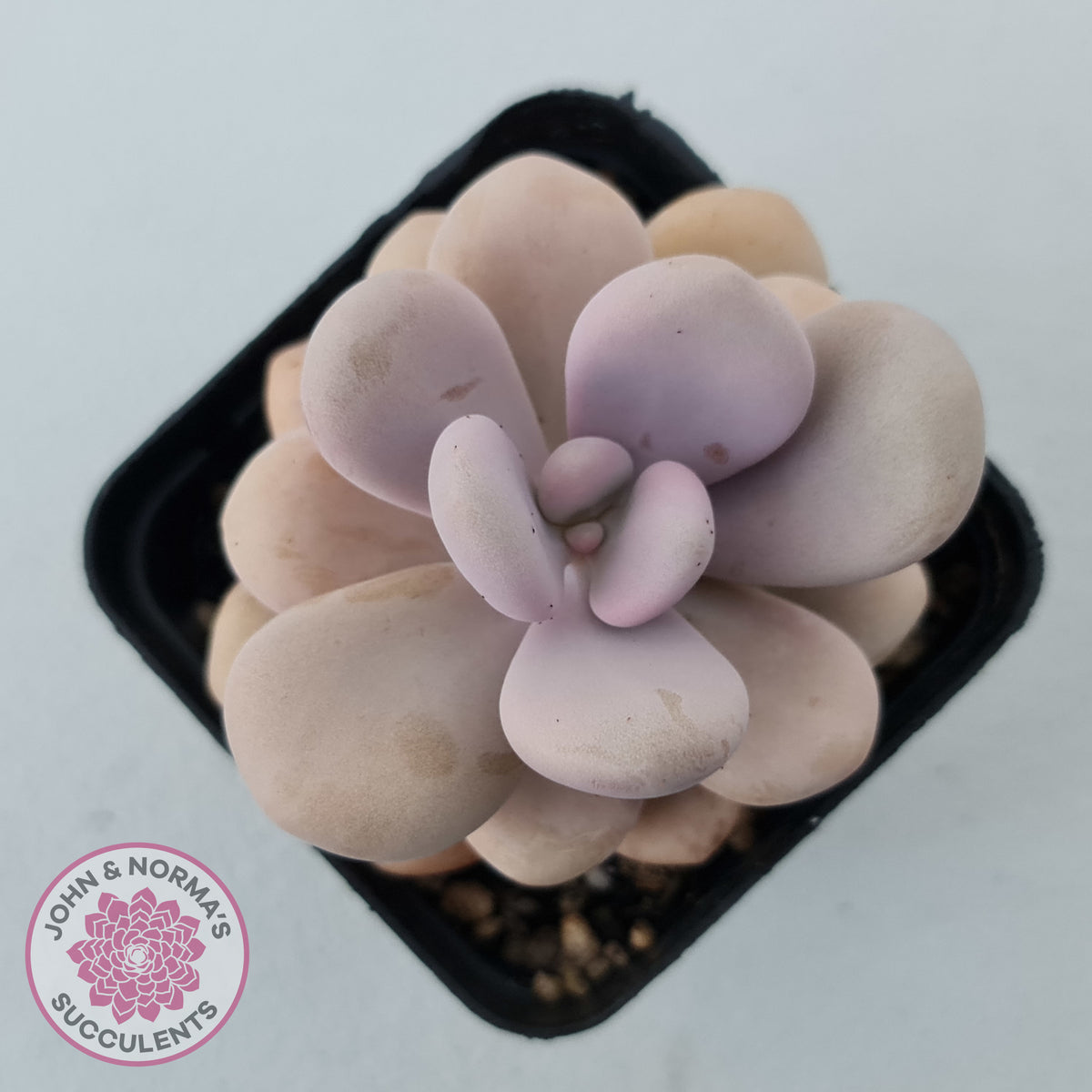 Graptopetalum amethystinum - Lavender Pebbles