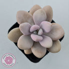 Graptopetalum amethystinum - Lavender Pebbles