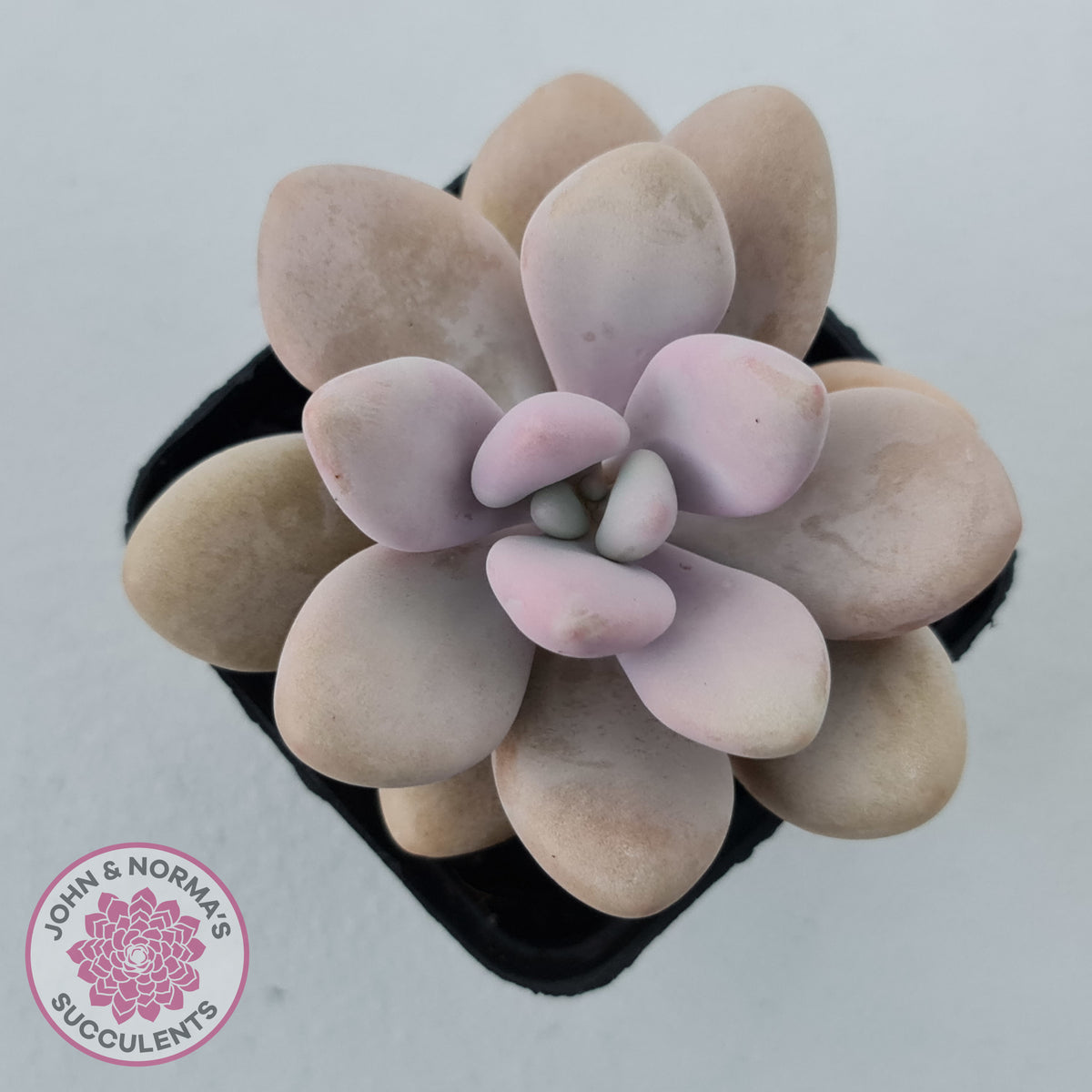 Graptopetalum amethystinum - Lavender Pebbles