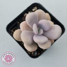 Graptopetalum amethystinum - Lavender Pebbles