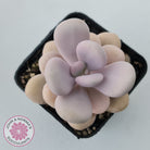 Graptopetalum amethystinum - Lavender Pebbles