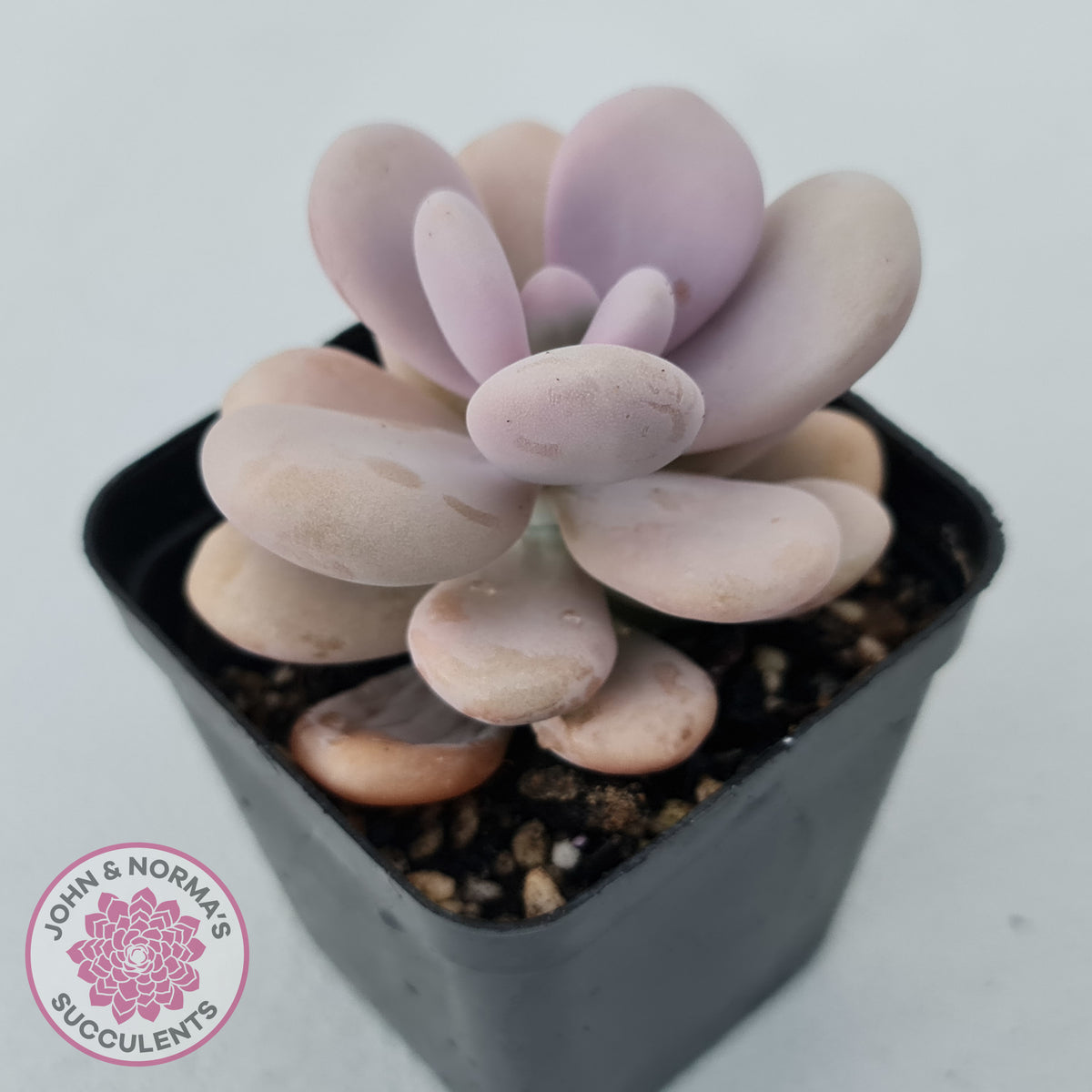 Graptopetalum amethystinum - Lavender Pebbles