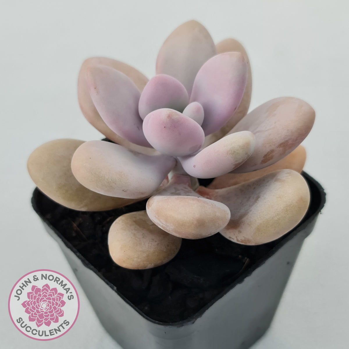 Graptopetalum amethystinum - Lavender Pebbles
