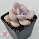 Graptopetalum amethystinum - Lavender Pebbles