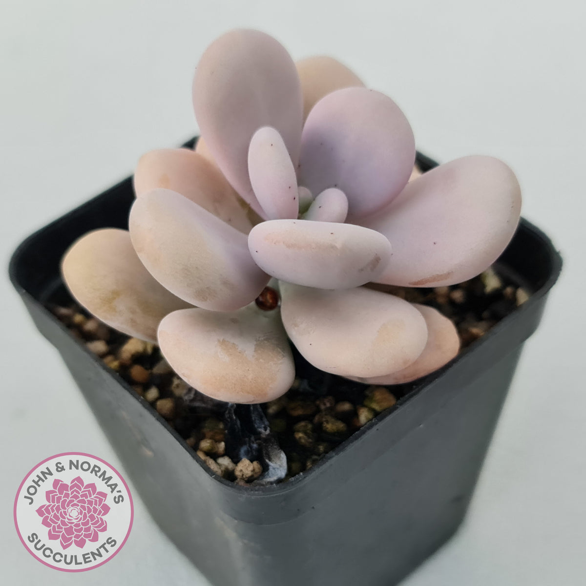 Graptopetalum amethystinum - Lavender Pebbles