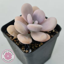 Load image into Gallery viewer, Graptopetalum amethystinum - Lavender Pebbles
